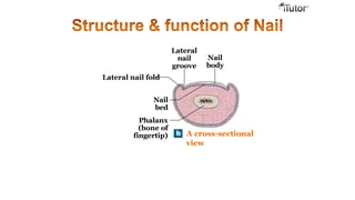 A cross-sectional
view
Lateral nail fold
Nail
body
Lateral
nail
groove
Nail
bed
Phalanx
(bone of
fingertip)
 