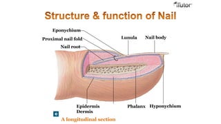 Eponychium
Proximal nail fold
Nail root
Lunula Nail body
Epidermis
Dermis
A longitudinal section
Phalanx Hyponychium
 