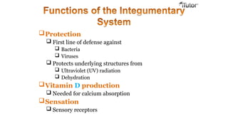 Protection
 First line of defense against
 Bacteria
 Viruses
 Protects underlying structures from
 Ultraviolet (UV) radiation
 Dehydration
Vitamin D production
 Needed for calcium absorption
Sensation
 Sensory receptors
 