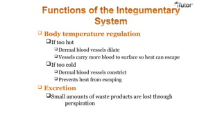 Body temperature regulation
If too hot
 Dermal blood vessels dilate
 Vessels carry more blood to surface so heat can escape
If too cold
 Dermal blood vessels constrict
 Prevents heat from escaping
 Excretion
Small amounts of waste products are lost through
perspiration
 
