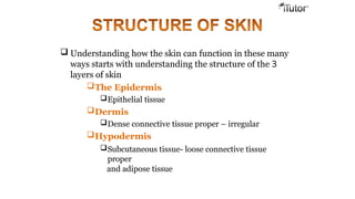  Understanding how the skin can function in these many
ways starts with understanding the structure of the 3
layers of skin
The Epidermis
Epithelial tissue
Dermis
Dense connective tissue proper – irregular
Hypodermis
Subcutaneous tissue- loose connective tissue
proper
and adipose tissue
 