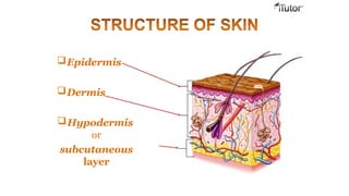 Epidermis
Dermis
Hypodermis
or
subcutaneous
layer
 