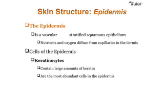 The Epidermis
Is a vascular stratified squamous epithelium
Nutrients and oxygen diffuse from capillaries in the dermis
Cells of the Epidermis
Keratinocytes
Contain large amounts of keratin
Are the most abundant cells in the epidermis
 