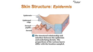 Epidermis
Epidermal
ridge
Dermal
papilla
Dermis
The structural relationship and
interface between the epidermis
and underlying dermis. The
proportions of the various layers
differ with the location sampled.
 