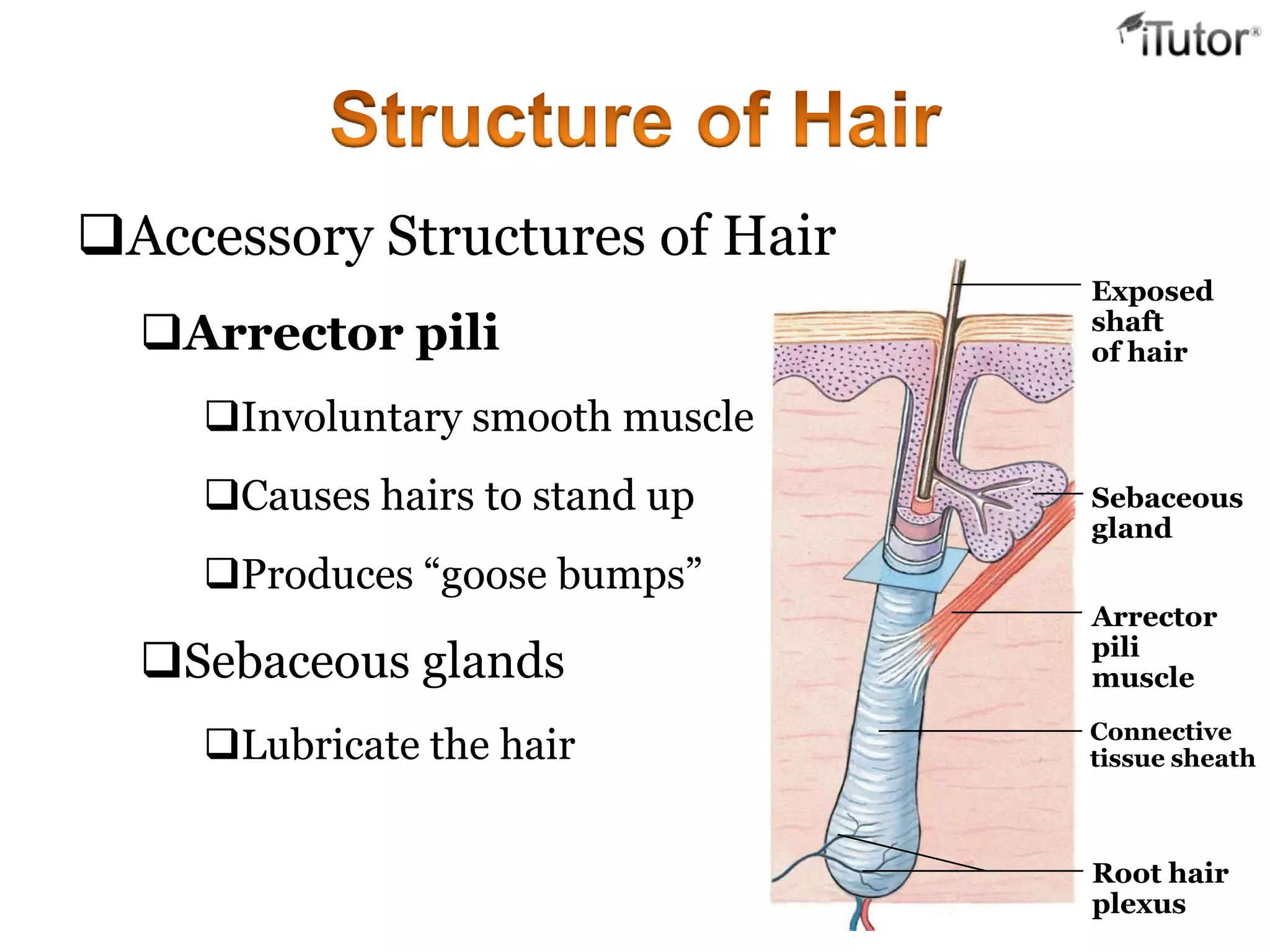 The integumentary system | PPTX