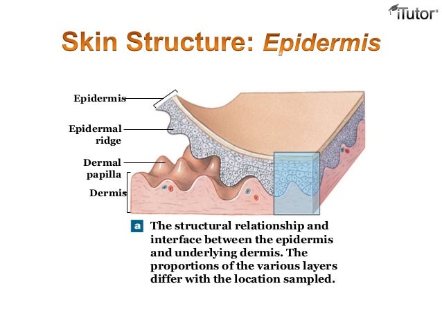 The integumentary system