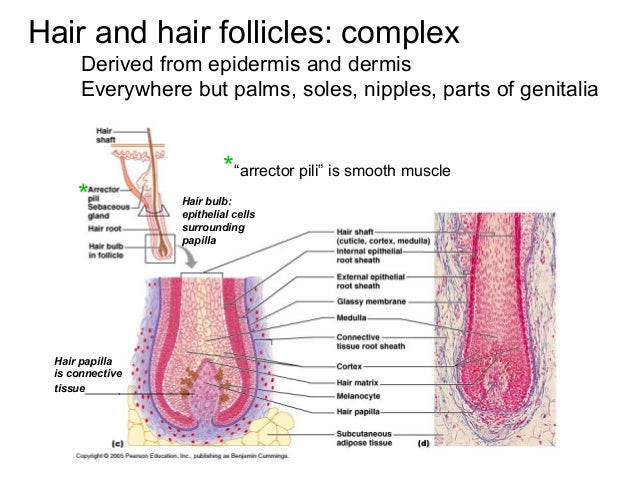 parts of integumentary system