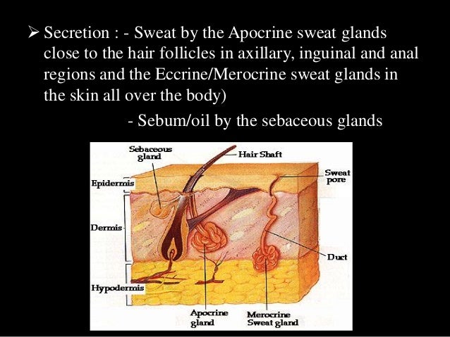 The integumentary system