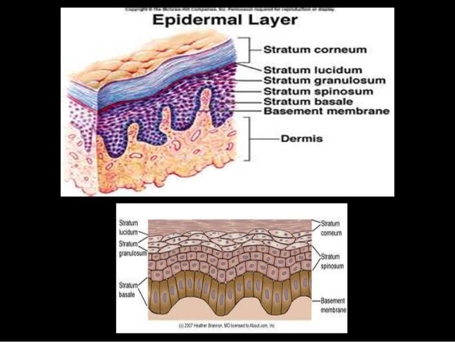 The integumentary system