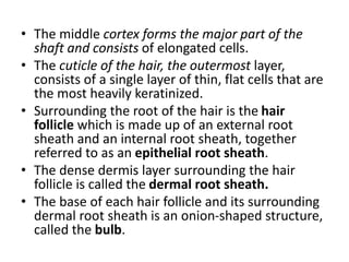 Internal Rooth Sheath THE INTEGUMENTARY SYSTEM.pptx