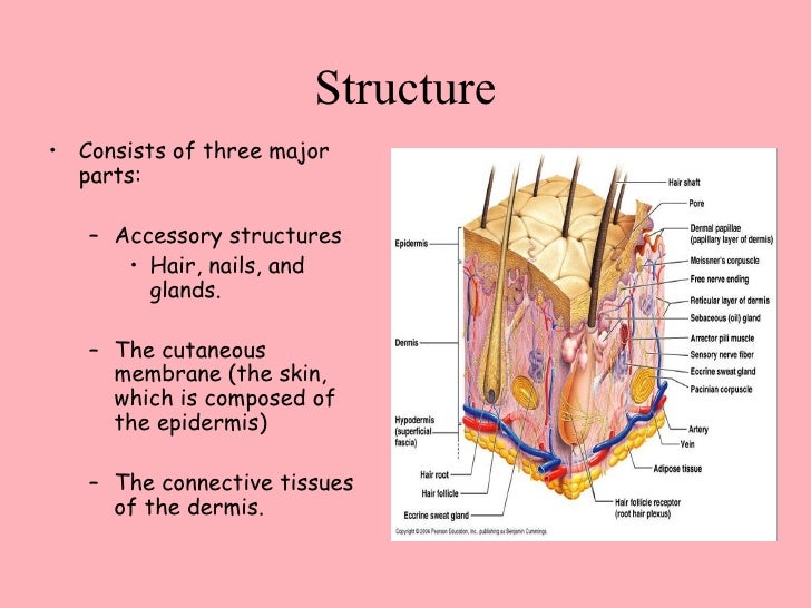 parts of integumentary system