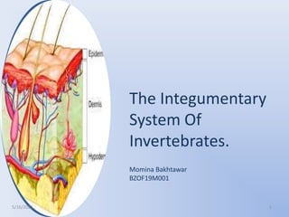The Integumentary
System Of
Invertebrates.
Momina Bakhtawar
BZOF19M001
5/16/2021 1
 