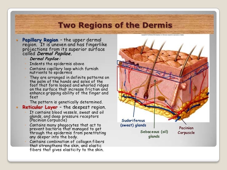 The integumentary system (slide show)
