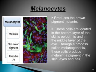  Produces the brown
pigment melanin.
 These cells are located
in the bottom layer of the
skin's epidermis and in
the middle layer of the
eye. Through a process
called melanogenesis,
these cells produce
melanin, a pigment in the
skin, eyes and hair.
10
 