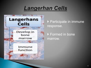 Participate in immune
response.
 Formed in bone
marrow.
11
 