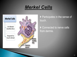  Participates in the sense of
touch.
 Connected to nerve cells
from dermis.
12
 