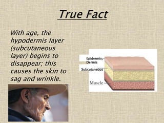 With age, the
hypodermis layer
(subcutaneous
layer) begins to
disappear; this
causes the skin to
sag and wrinkle.
Subcutaneous
Epidermis,
Dermis
 