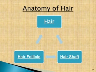 Hair
Hair ShaftHair Follicle
17
 