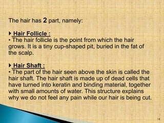 The hair has 2 part, namely:
 Hair Follicle :
• The hair follicle is the point from which the hair
grows. It is a tiny cup-shaped pit, buried in the fat of
the scalp.
 Hair Shaft :
• The part of the hair seen above the skin is called the
hair shaft. The hair shaft is made up of dead cells that
have turned into keratin and binding material, together
with small amounts of water. This structure explains
why we do not feel any pain while our hair is being cut.
18
 