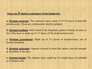There are 5 distinct sub-layers of the Epidermis:
a. Stratum corneum: The outermost layer, made of 25-30 layers of dead flat
keratinocytes. These are continuously shed & replaced.
b. Stratum lucidum: Only found in the fingertips, palms of hands, & soles of
feet. This layer is made up of 3-5 layers of flat dead keratinocytes.
c. Stratum granulosum: Made up of 3-5 layers of keratinocytes, site of
keratin formation.
d. Stratum spinosum: Appears covered in thorn like spikes, provide strength
& flexibility to the skin.
e. Stratum basale: The deepest layer, made up of a single layer of cuboidal
or columnar cells.
7
 