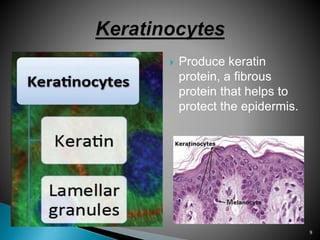  Produce keratin
protein, a fibrous
protein that helps to
protect the epidermis.
9
 