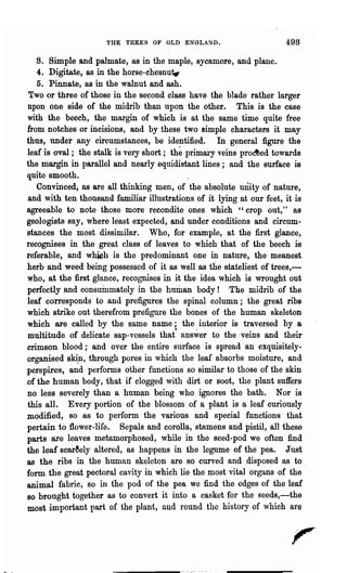 THE TREES OF OLD ENGLAND.                       49B

   8. Simple and palmate, as in the maple, sycamore, and plane.
   4. Digitate, as in the horse-chesnut,r                        .
   5. Pinnate, as in the walnut and ash.
 Two or three of those in the second class have the blade rather larger
npon one side of the midrib than upon the other. This is the case
with the beech, the margin of which is at the same time quite free
from notches or incisions, and by these two simple characters it may
thus, under any circumstances, be identified. In general figure the
leaf is oval; the stalk is very short; th~ primary veins pro~ed towards
the margin in parallel and nearly equidistant lines; and the surface is
quite smooth.
   Convinced, as are all thinking men, of the absolute unity of nature,
and with ten thousand familiar illustrations of it lying at our feet, it is
agreeable to Dote those more recondite ones which "crop out," as
geologists say, where least expected, and under conditions and circum-
stances the most dissimilar. Who, for example, at the first glance,
recognises in the great class of leaves to which that of the beech is
referable, and w~h is the predominant one in nature, the meanest
herb and weed being 'possessed of it as well as the stateliest of trees,-
who, at the first glance, recognises in it the idea which is wrought out
perfectly and consummately in the human body! The midrib of the
leaf corresponds to and prefigures the spinal column; the great ribs
which strike out thereffom prefigure the bones of the human skeleton
which are called by the same name; the interior is traversed by a
multitude of delicate sap-vessels that- answer to the 'veins and their
crimson blood;- and over the entire surface is spread an exquisitely-
organised sk~n, through pores in which the leaf absorbs moisture, and
perspires, and performs other functions so similar to those of the skin
of the human body, that if clogged with dirt or soot, the plant suffers
no less severely than a human being who ignores the bath. Nor is
this all. Every portion of the blossom of a plant is a leaf curiously
modified, so as to perform the various and special functions that
pertain to flower-life. Sepals and corolla, 'stamens and pistil, all these
parts are leaves metamorphosed, while in the seed-pod we often find
the leaf scar~ely altered, as happens in the legume of the pea. Just
as the ribs in the human skeleton are so curved and disposed as to
form the great pectoral cavity in which lie the most vital organs of the·
animal fabric, so in the pod of the pea we find the edges of the leaf
so brought together as to convert it into a casket for the seeds,-the
most important part of the plant, and round the history of which are
 