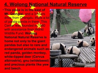 4. Wolong National Natural Reserve
• This place is in the east of
Mt. Qionglai, and a 3-hours
drive from Chengdu. there a lot
of panda-panda in there. This
Center was founded in 1980
with assistance from World
Wildlife Fund. Wolong
National Natural Reserve is
home not only to the giant
pandas but also to rare and
endangered animals such as
red panda, golden monkey,
white-lipped deer (Cervus
albirostris), gnu (wildebeest)
and precious plants like yew
and beech.

 