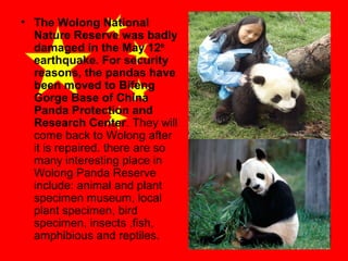• The Wolong National
Nature Reserve was badly
damaged in the May 12th
earthquake. For security
reasons, the pandas have
been moved to Bifeng
Gorge Base of China
Panda Protection and
Research Center. They will
come back to Wolong after
it is repaired. there are so
many interesting place in
Wolong Panda Reserve
include: animal and plant
specimen museum, local
plant specimen, bird
specimen, insects ,fish,
amphibious and reptiles.

 