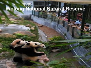 Wolong National Natural Reserve

 