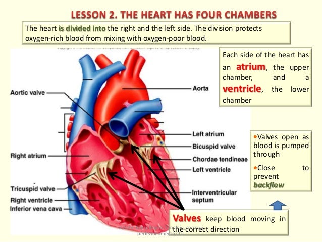 The integrated functions of cardiovascular and respiratory systems