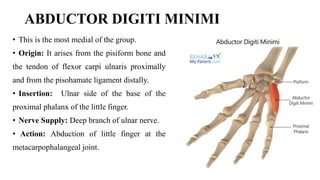THE Intrinsic muscle OF THE HAND Prof.Ugo 02-10-23.pptx