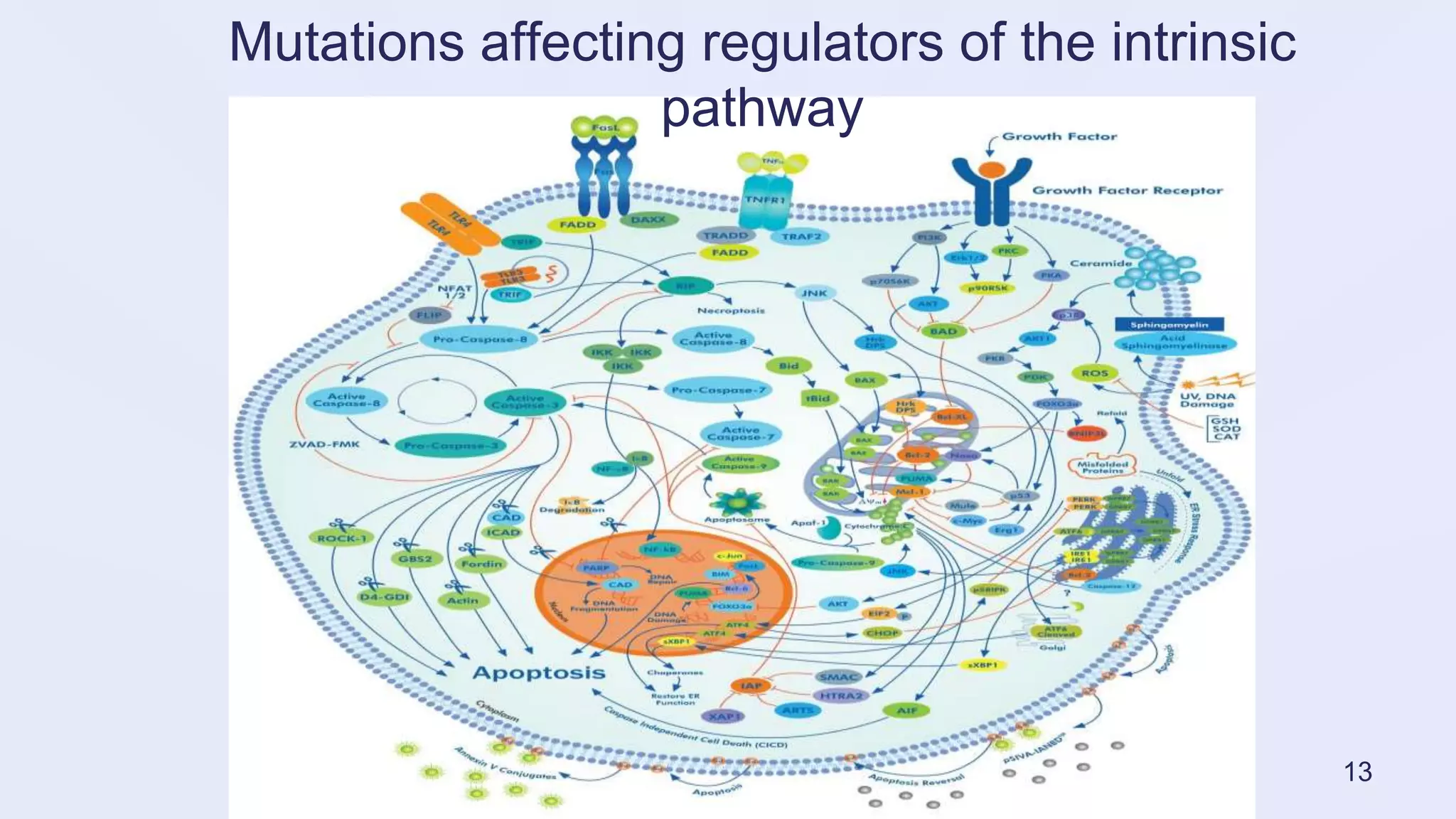 apoptosis : The intrinsic pathway | PPTX | Genetics | Science