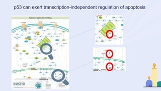p53 can exert transcription-independent regulation of apoptosis
10
 
