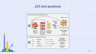 p53 and apoptosis
11
 