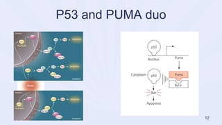 P53 and PUMA duo
12
 