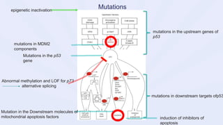 Mutations in the p53
gene
mutations in the upstream genes of
p53
mutations in downstream targets ofp53
mutations in MDM2
components
induction of inhibitors of
apoptosis
Mutation in the Downstream molecules of
mitochondrial apoptosis factors
Abnormal methylation and LOF for p73
alternative splicing
epigenetic inactivation
Mutations
 