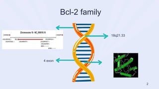 4 exon
18q21.33
Bcl-2 family
2
 