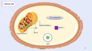 AIF
Bcl-2
Cytochrome c
SMAC/DIABLO
Pro-caspase9
APAF-1
IAP
Normal cell
5
 