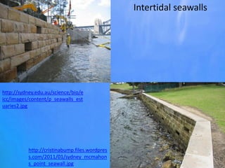 Intertidal seawalls
http://cristinabump.files.wordpres
s.com/2011/01/sydney_mcmahon
s_point_seawall.jpg
http://sydney.edu.au/science/bio/e
icc/images/content/p_seawalls_est
uaries2.jpg
 