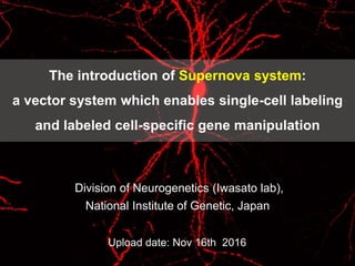 Division of Neurogenetics (Iwasato lab),
National Institute of Genetic, Japan
The introduction of Supernova system:
a vector system which enables single-cell labeling
and labeled cell-specific gene manipulation
Upload date: Nov 16th 2016
 