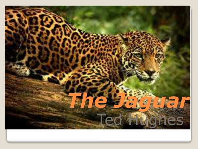the jaguar ted hughes commentary The jaguar by ted hughes analysis essay native voice tv roberto tinoco duran the jaguar poet purépecha/chicano - duration: ted hughes - 'view of a pig' . the jaguar ted hughes commentary The jaguar by ted hughes analysis essay native voice tv roberto tinoco duran the jaguar poet purépecha/chicano - duration: ted hughes - 'view of a pig' .