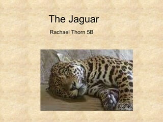 The Jaguar Rachael Thorn 5B 