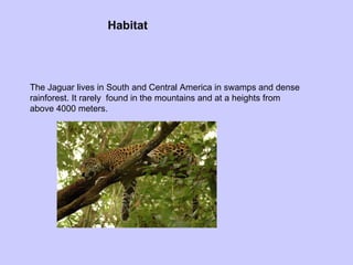Habitat The Jaguar lives in South and Central America in swamps and dense rainforest. It rarely  found in the mountains and at a heights from above 4000 meters. 
