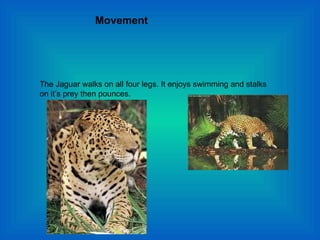 Movement The Jaguar walks on all four legs. It enjoys swimming and stalks on it’s prey then pounces. 