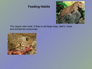 Feeding Habits The Jaguar eats meat. It likes to eat large dogs, deer's, foxes and sometimes anacondas. 