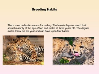 There is no particular season for mating. The female Jaguars reach their sexual maturity at the age of two and males at three years old. The Jaguar mates threw out the year and can have up to four babies Breeding Habits 