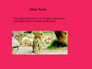 Other Facts The Jaguar lives up to 12 to 15 years. Jaguars are endangered due to humans hunting them. 