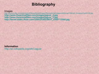 Images http://jacksonville.com/sites/default/files/editorial/images/files/editorial/images/additional/108/met_03JaguarCub04130.jpg http://www.theanimalfiles.com/images/jaguar_2.jpg http://www.theanimalfiles.com/images/jaguar_2.jpg http://farm4.static.flickr.com/3205/2536230031_e3007133b0.jpg Information http:// en.wikipedia.org /wiki/Jaguar Bibliography 