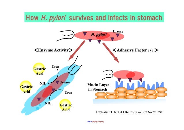 The japanese egg market trends and expectations-hatta ...