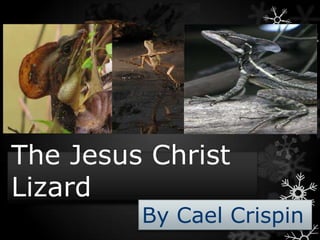 The Jesus Christ
Lizard
         By Cael Crispin
 